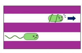 How a Microbe Tunnels Its Way Through an Insect Gut—It’s Weirder Than You Think