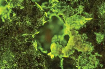 ISS Experiment Reveals the Secret Ingredient for Asteroid Mining: Microbes